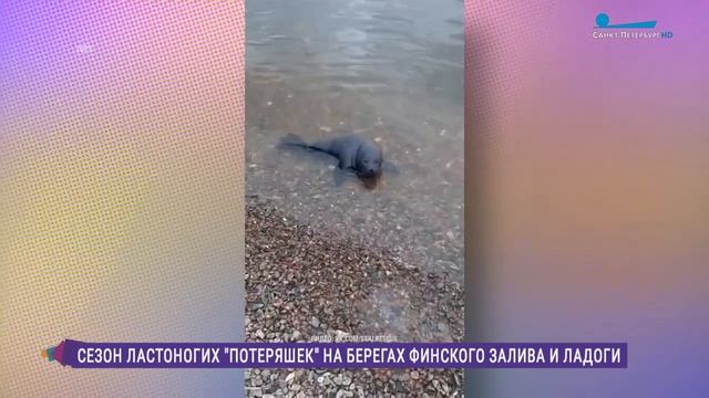 Время ластоногих «потеряшек». Что делать, если вы наткнулись на детёнышей нерпы и тюленя? смотреть онлайн