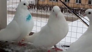 Ижевские, Свердловские, Чистопольские голуби 2021г.