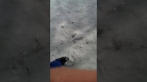 Девочка дерется  с мальчиком