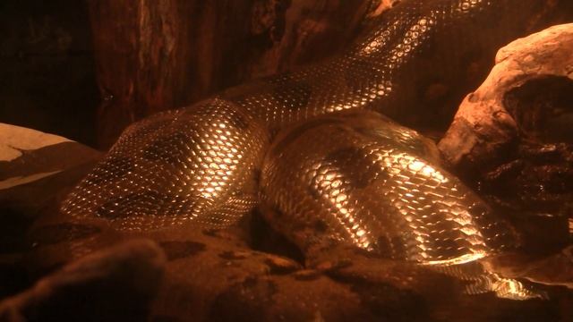 Anaconda. Анаконда (1007sp) смотреть онлайн