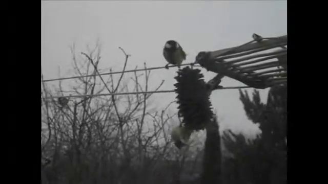 Шишка на обед смотреть онлайн