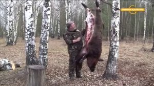 Как ободрать кабана не испортив мясо Охотничий Мастер класс от А до Я