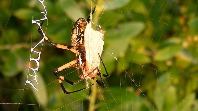 Argiope Aurantia Feeding смотреть онлайн