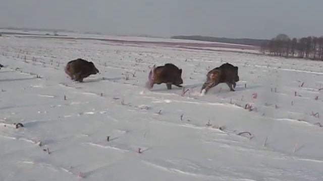 Дикие кабаны (Агроусадьба в Чечерске) смотреть онлайн