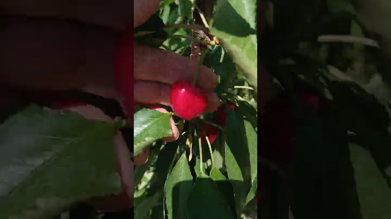 черешня сорта Саммит /Summit/ смотреть онлайн