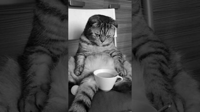 Кот мурка. Продолжение на канале #кот #хитрость #молоко #кашанамолоке смотреть онлайн