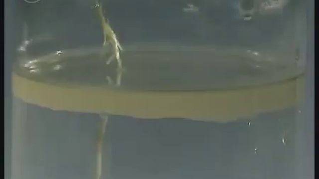 Значение воздуха для роста и развития корня смотреть онлайн