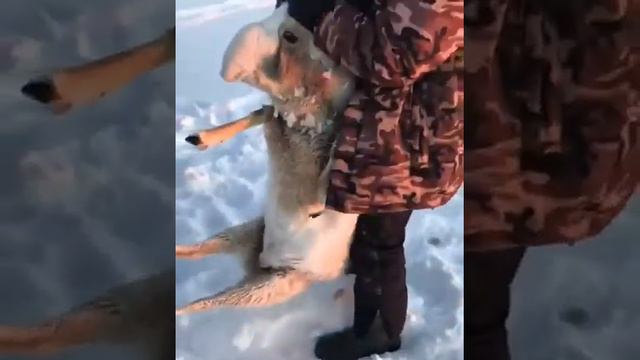 Поймали Сайгака и отпустили смотреть онлайн