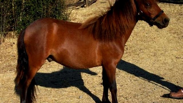 Falabella.Unusual Horses.The Smallest Horse In The World смотреть онлайн