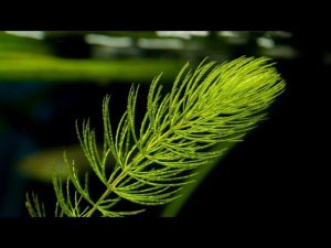 РОГОЛИСТНИК В АКВАРИУМЕ. УХОД И РАЗМНОЖЕНИЕ.