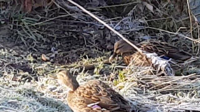 Подранок Утка - Чернеть Хохлатая (Aythya fuligula) , хорошо переживает зиму и идёт на поправку. смотреть онлайн