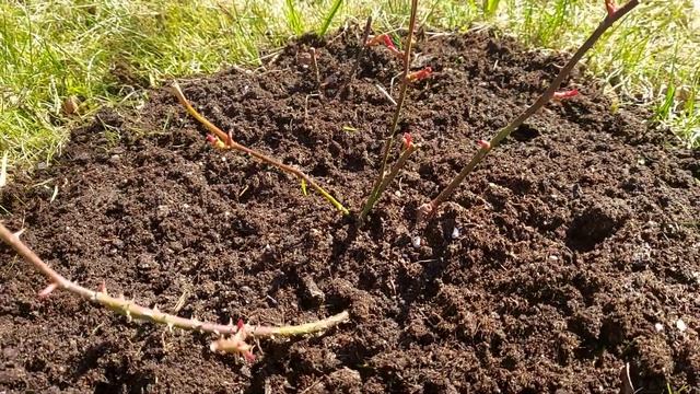DA rose Munstead Wood after first winter. смотреть онлайн