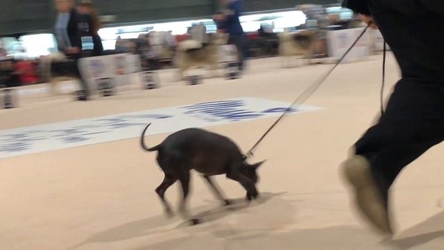 Xoloitzcuintle Miniatura, World Dog Show, Brno, Republica Checa, Oct-03-2021 смотреть онлайн
