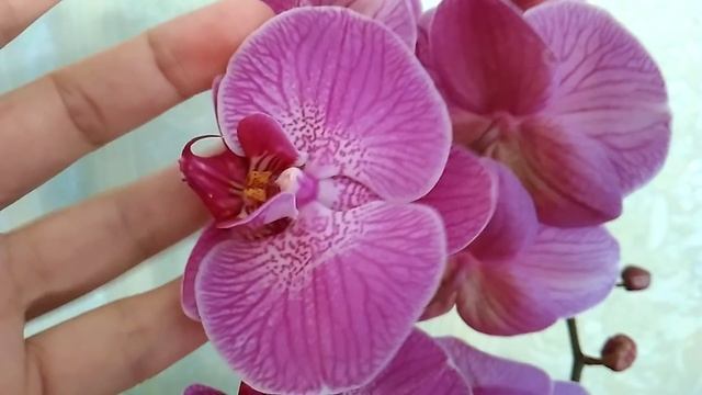 Съездили по делам - вернулись с орхидеей. ОРХИДЕЯ из Леруа - Фаленопсис Trovato (12.01.19) смотреть онлайн