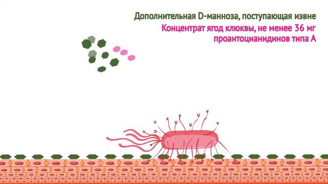 Цистифлюкс Плюс механизм действия смотреть онлайн