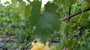 виноград Алинка