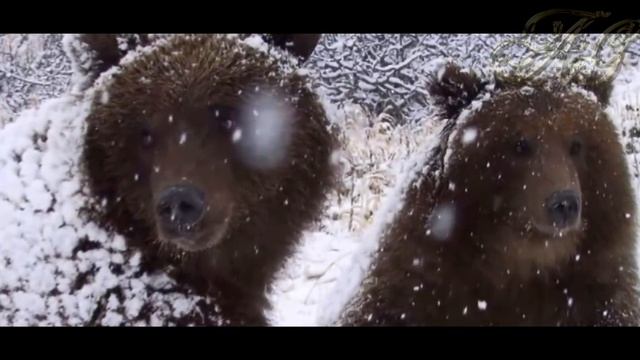 Часть2.?МЕДВЕДЬ заревел и ударил лапой охотника, спасения не было, но вдруг появился он... смотреть онлайн