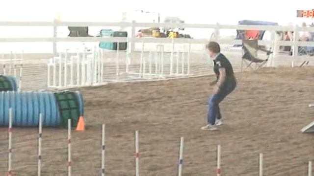 Papillon, Bunny Tailwaggers Agility STDQ 12-31-11.wmv смотреть онлайн