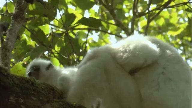 Шелковистая сифака - одно из самых редких млекопитающих на Земле. смотреть онлайн