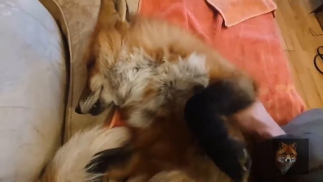 Алиса Лиса ( Озарение для лисы ) смотреть онлайн