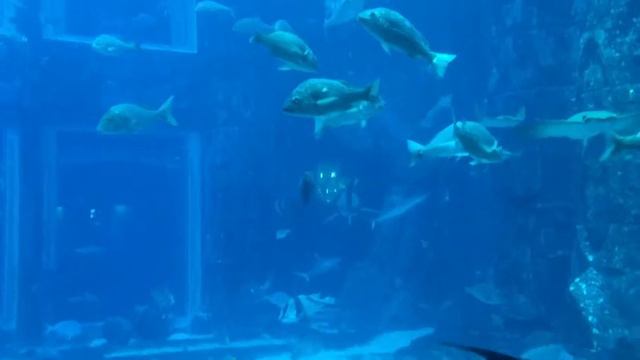 The Lost Chambers Aquarium.Аквариум в Дубае. смотреть онлайн