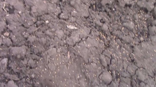 горчица белая посев сидерата ч 1 смотреть онлайн