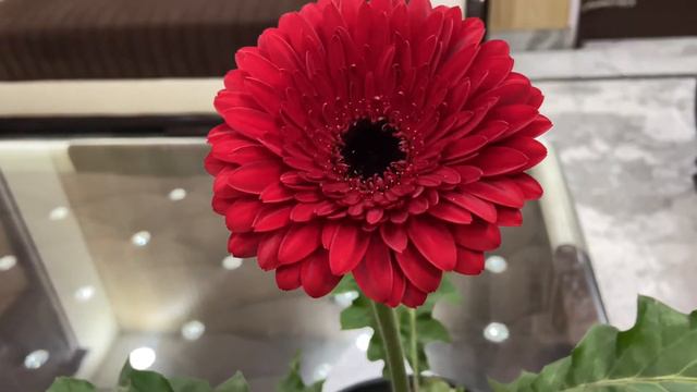How to grow and care gerbera daisy#Happy gardening #love for daisies #keep subscribing ,supporting❤ смотреть онлайн