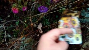 как собрать семена хризантемы