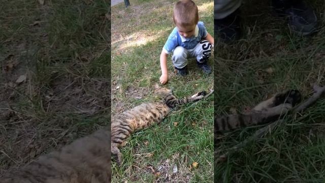 Самый добрый кот ? , он вообще живой? #кот #добряк Часть 1 смотреть онлайн