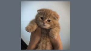 balkon - ведьмы (speed up)