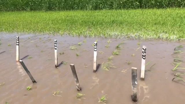 Как посадить рассаду риса в поле? КАТЯ в сапогах ? #Российский #рис смотреть онлайн