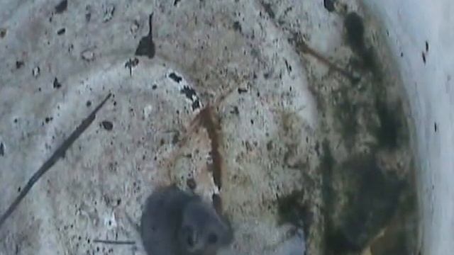 Полёвка серая смотреть онлайн