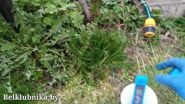 Клубника. Весна. Первая подкормка. Belklubnika.by.mp4 смотреть онлайн