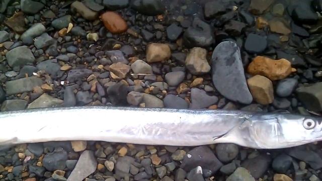 Рыба - убийца: сарган дальневосточный, 31.07.2018. смотреть онлайн