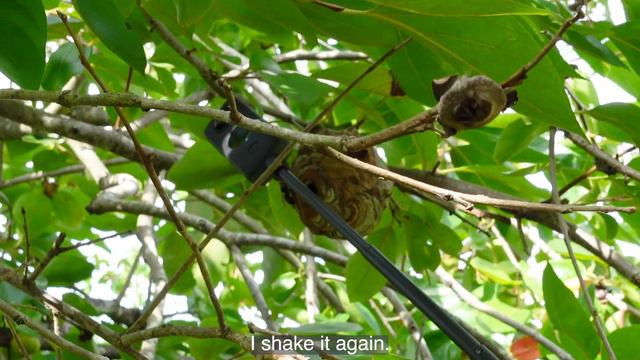 Burning A Hornet Nest