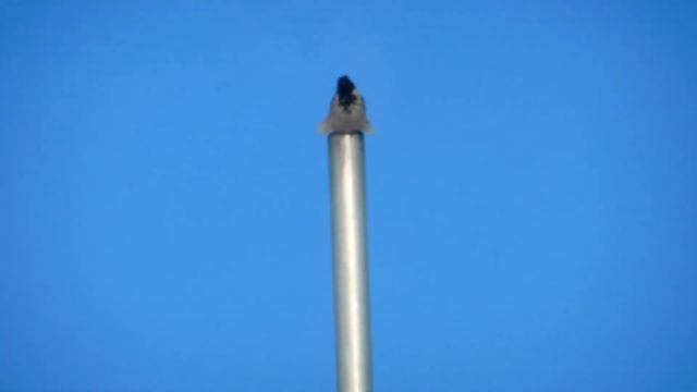 Ворона-мини стишок смотреть онлайн