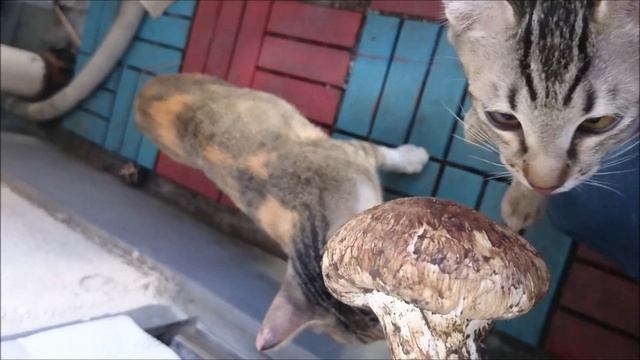 veranda cats 4 смотреть онлайн