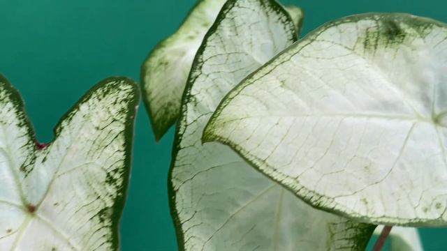 CALADIUM FLORIDA MOONLIGHT @ TOMs FLOWer CLUB смотреть онлайн