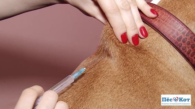 Как сделать укол Вашему питомцу? Ветеринарная клиника 