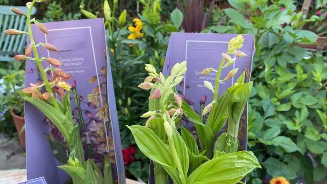 ОРХИДЕИ КАЛАНТА для САДА/  CALANTHE ORCHIDS