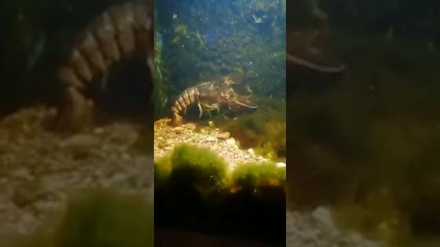 Ленинградский Зоопарк Leningrad (St Petersburg) Zoo (май 2019 года) смотреть онлайн