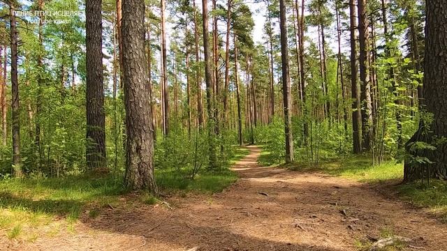 ПЕНИЕ ЛЕСНЫХ ПТИЦ УСПОКАИВАЕТ НЕРВНУЮ СИСТЕМУ,НОРМАЛИЗУЕТСЯ ДАВЛЕНИЕ.ПТИЦЫ ЭТО НЕБЕСНЫЕ ДОКТОРА. смотреть онлайн