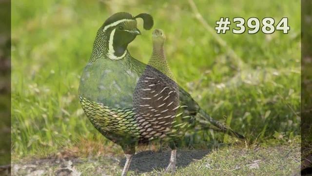 #3984. Куропатки, рябчики и перепела (В мире животных) смотреть онлайн