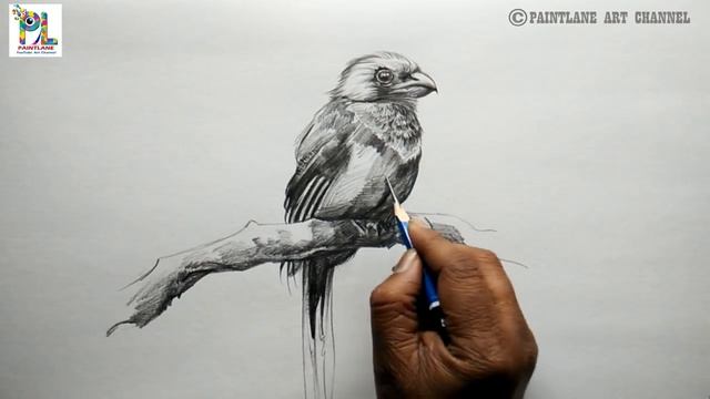 Learn Shading A Bird with Very Easy Pencil Strokes | How to draw A Bird | drawing смотреть онлайн
