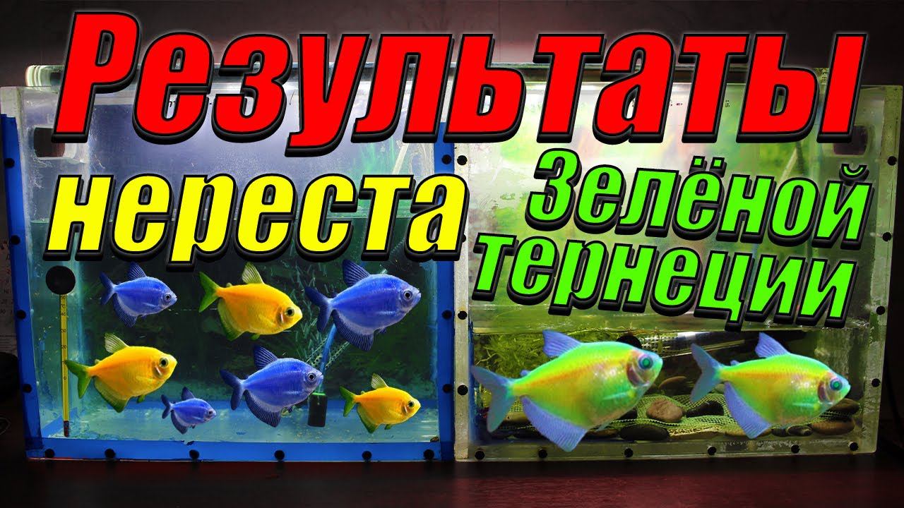 Результаты нереста зелёных тернеций. смотреть онлайн