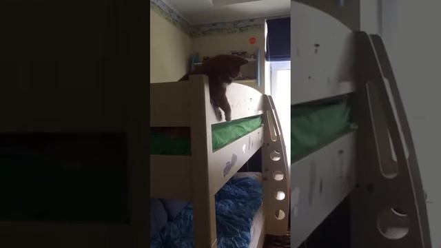 Вредная кошка смотреть онлайн