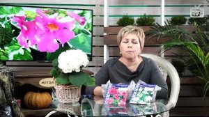 Неприхотливые цветы для сада ? ИНКАРВИЛЛЕЯ ? Особенности выращивания, лучшие сорта