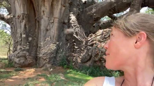 Biggest Baobab in the world Sagole tree 1 смотреть онлайн