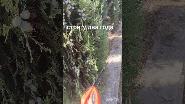 Живая изгородь