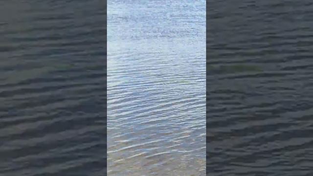 ОЗЕРО ИЛЬМЕНЬ. ЛОВЛЯ ЛЕЩА РУКАМИ. ПАРАЗИТЫ В РЫБЕ. Рыба. #Shorts смотреть онлайн